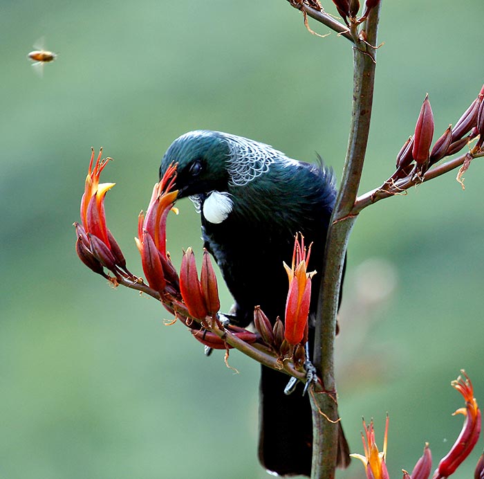 birds4 birds4