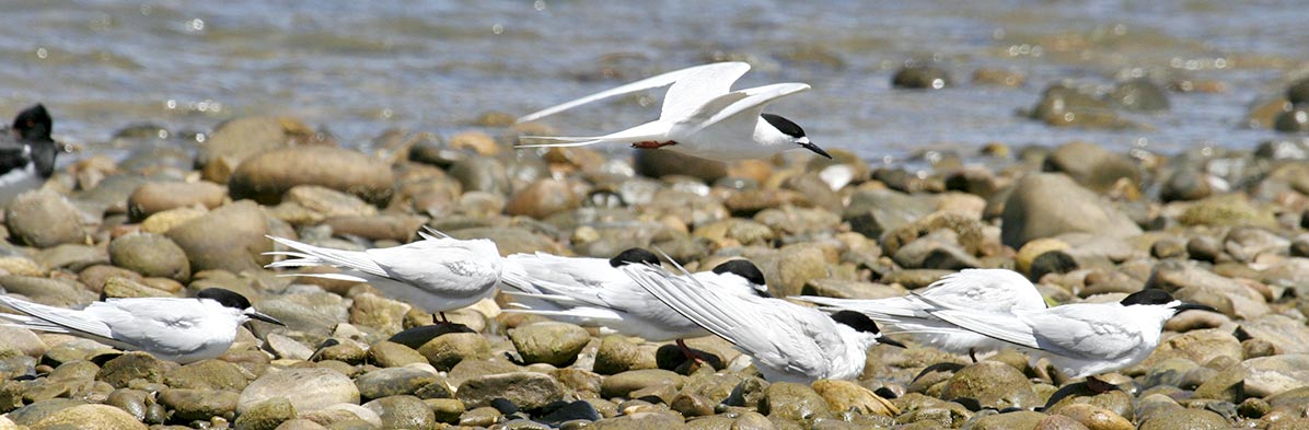 birds8 birds8